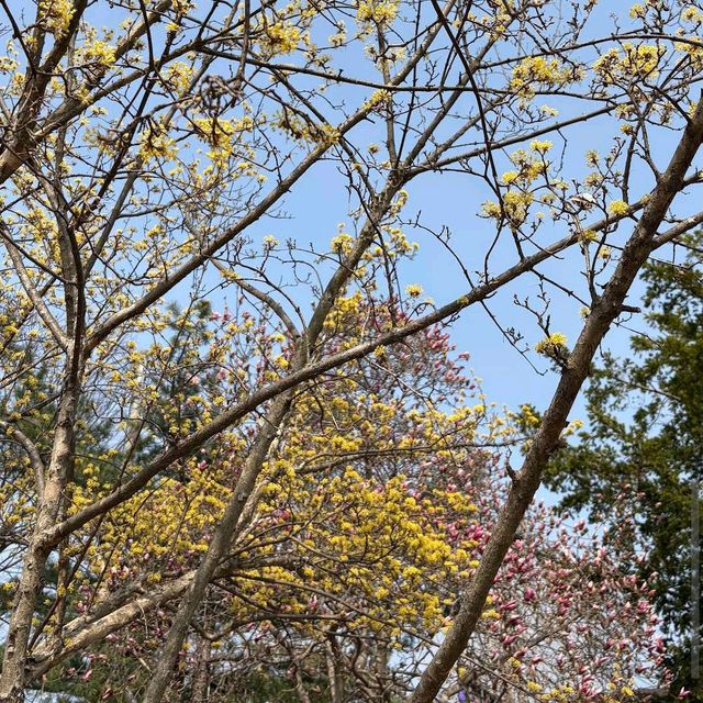 Yangpyeong Dumulmeori – Where Rivers and Blossoms Meet