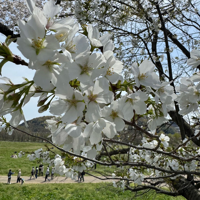上大謝名櫻花公園~櫻花下的盛會 🌸🍱