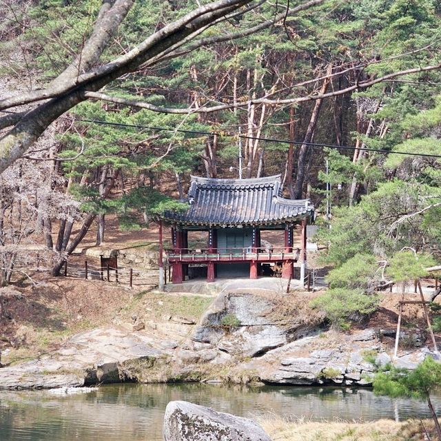 한옥건물과 벚꽃 조합이라니🩷