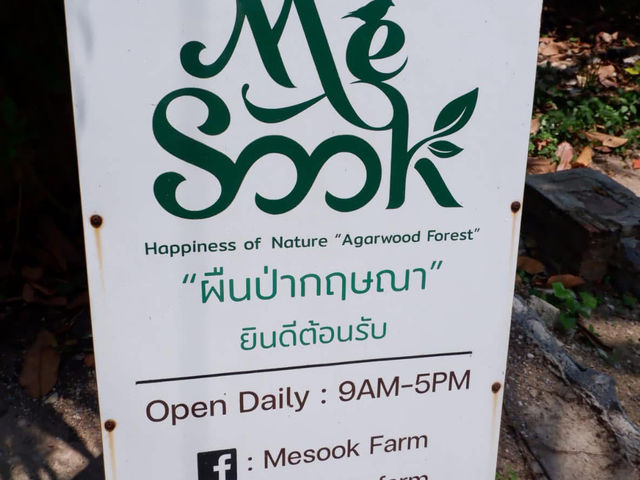 คาเฟ่กลางสวนป่าไม้หอมกฤษณา 🌿🍃 มีสุขฟาร์ม 🌿🍃
