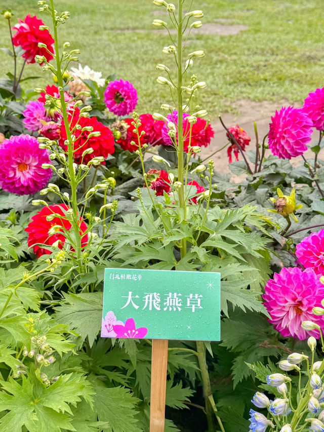 台北大森林公園｜城市裡的秘密花園