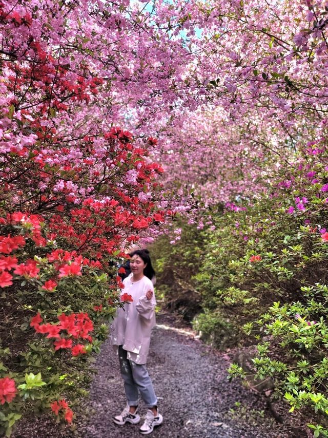 서부해당화 축제가 열리는 강진 남미륵사🩷