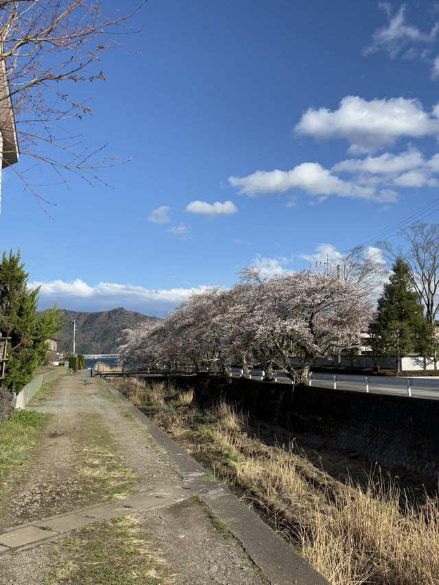 自転車で春を探しに