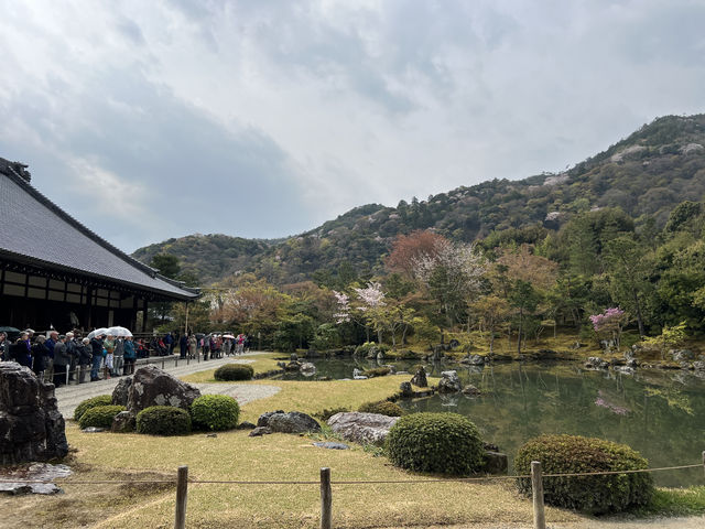 🍃 교토 텐류지(天龍寺), 마음까지 맑아지는 순간 🌸