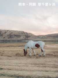 【熊本•阿蘇】　阿蘇に来たら、ぜひ立ち寄ってほしい場所🐴