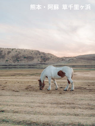 [Kumamoto • Aso] If you come to Aso, this is a place you should definitely stop by 🐴