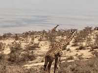 Serengeti Main Gate｜塞倫蓋提主入口｜坦尚尼亞