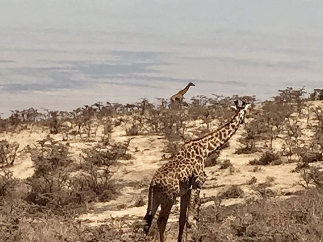 Serengeti Main Gate｜塞倫蓋提主入口｜坦尚尼亞