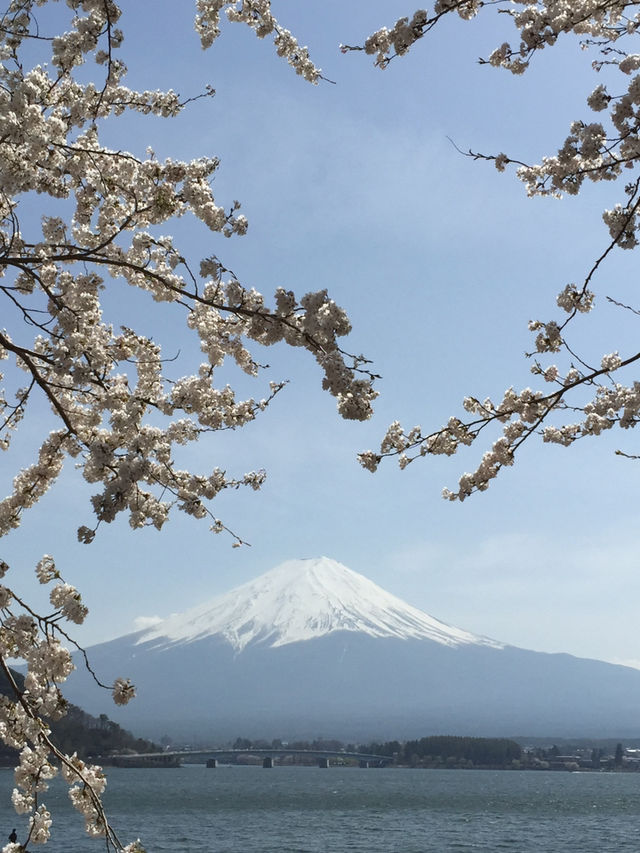 Perfect Cherry blossom view with Mount Fuji @ Kawaguchi Lake 