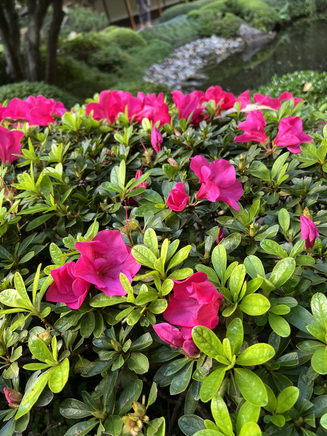Mount Coottha Botanic garden 