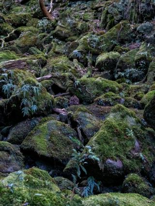 【Kagoshima】A moss-covered forest said to have inspired the setting of Princess Mononoke