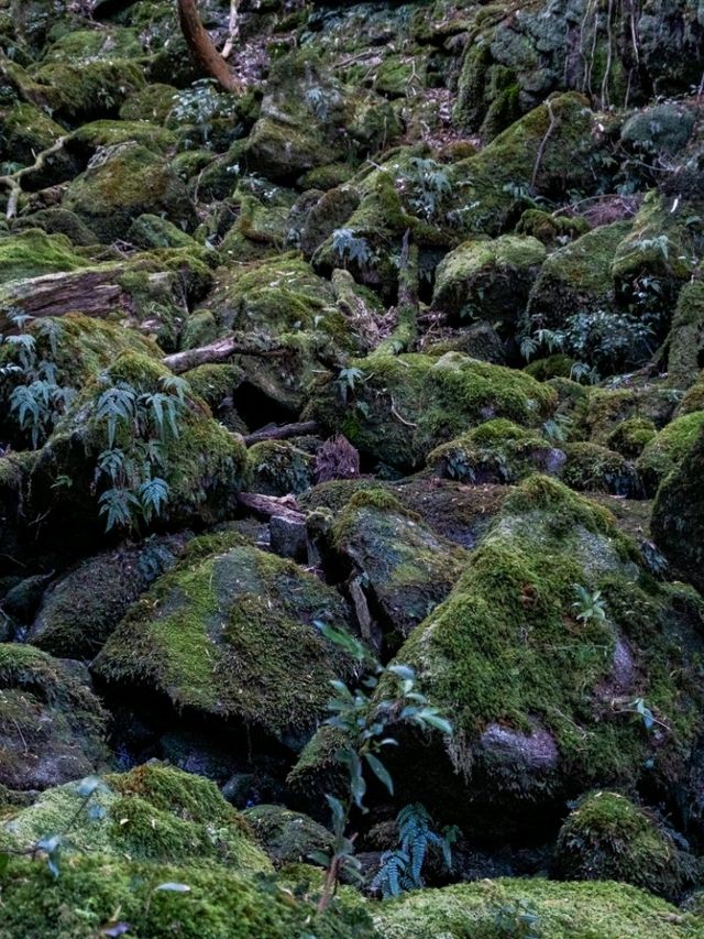 【鹿児島】もののけ姫の舞台にもなったといわれる苔むすもり