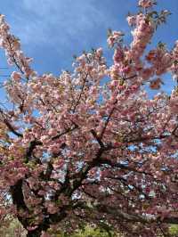 Nagai Park Cherry Blossoms– A Sports Lover’s Hanami Paradise