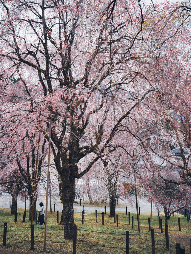 【おすすめ桜スポット】秩父の清雲寺　樹齢600年の枝垂れ桜