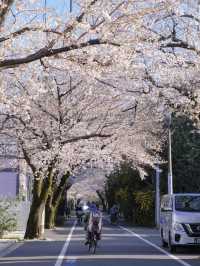 Tokyo Daily Life / Local Hidden Cherry Blossom Spots Loved by Residents Every Year
