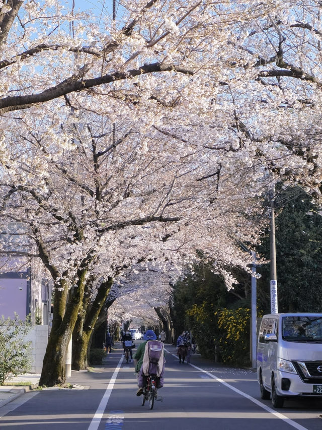 Tokyo Daily Life / Local Hidden Cherry Blossom Spots Loved by Residents Every Year