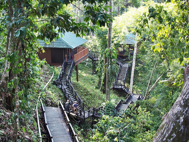 🦧 Tabin Wildlife Reserve: Where the Wild Things *Really* Are! 🌿