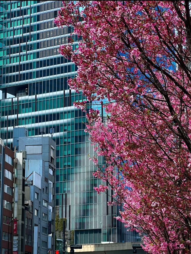 Hidden Cherry Blossom Spot in the Heart of Shibuya, Tokyo – Perfect for a Quick Sakura Fix! 🌸