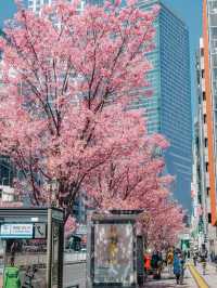 Blossoms and Crosswalks: Spring Unfolds in Shibuya