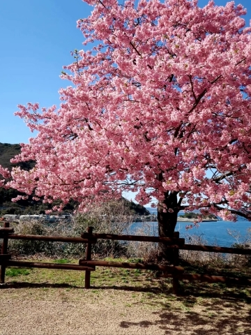 Kamiseki Shiroyama Historical Park Sakura | Yamaguchi's Hidden