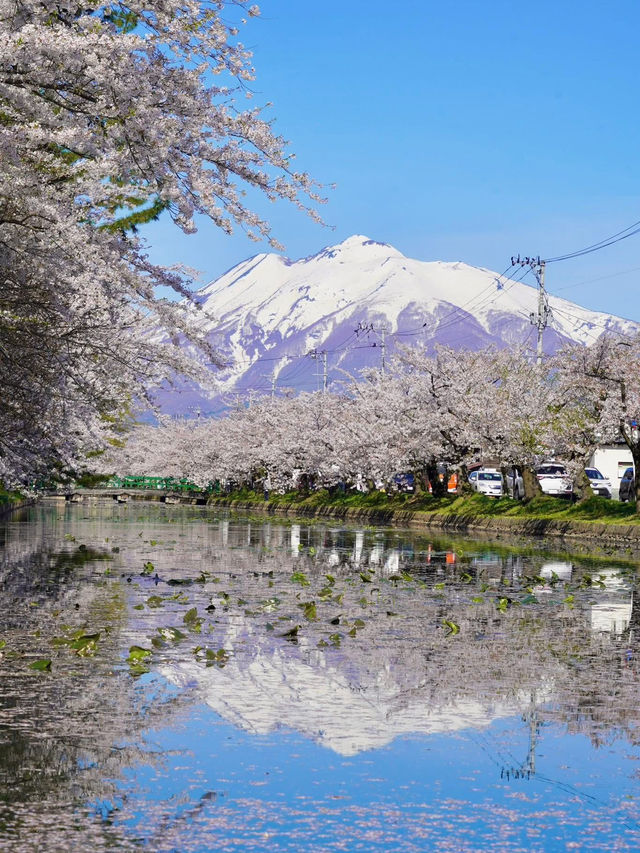 青森弘前城：櫻花簇擁的江戶浪漫 🌸🏯