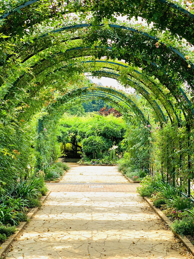 【栃木】藤の花だけでなく、菖蒲、紫陽花も素晴らしい