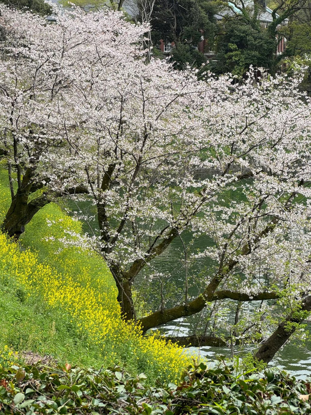 Exchanging Spring Flowers