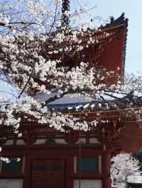 🌸 Spring Sakura Stroll: A Cherry Blossom Journey from Tokyo to Kawagoe 🌞