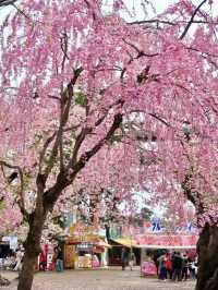A Springtime Date Amid Pink Blossoms at Hirosaki Park