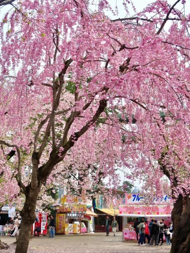 A Springtime Date Amid Pink Blossoms at Hirosaki Park