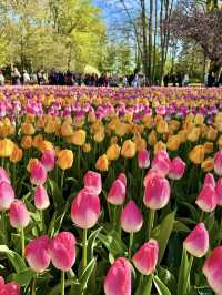 【オランダ】世界最大級のフラワーパーク🌷【キューケンホフ公園】