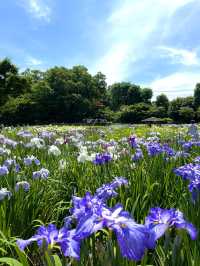 【埼玉】菖蒲と紫陽花が見られる穴場スポット