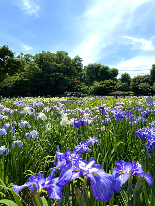 【埼玉】菖蒲と紫陽花が見られる穴場スポット