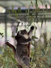 The cuddly koalas in Perth