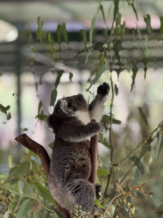The cuddly koalas in Perth
