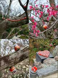 大阪勝尾寺🧧人氣祈福🙏，打卡寺院