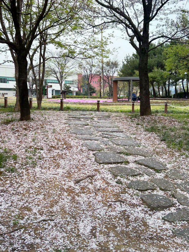 도심 속 자연 쉼터, 오송호수공원에서의 여유로운 산책 🌿🚶‍♀️