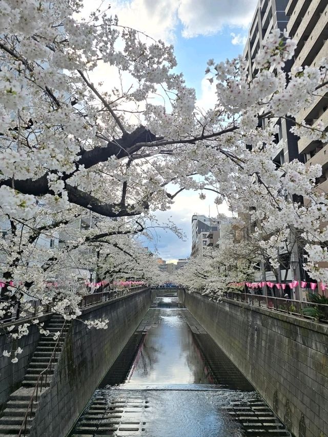 Prettiest Walk Ever
