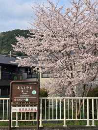 Wandering Around, Found Sakura, Ended Up in a Spring Daydream
