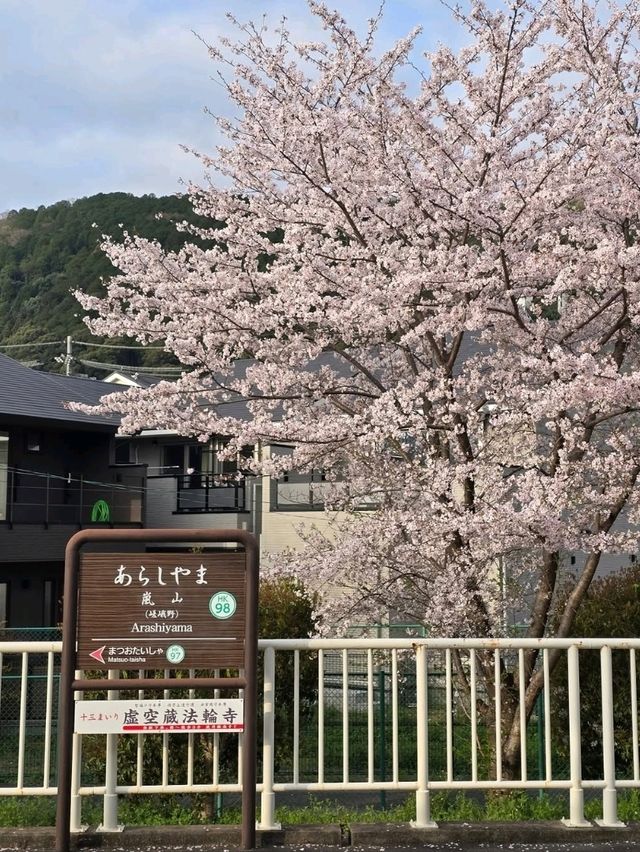 Wandering Around, Found Sakura, Ended Up in a Spring Daydream