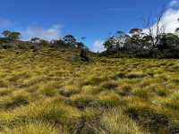 Family friendly Enchanted Walk and Wombats sightings 