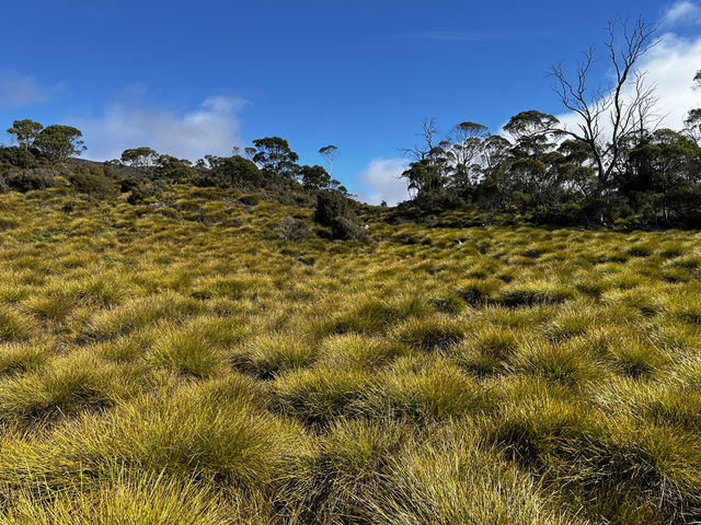 Family friendly Enchanted Walk and Wombats sightings 