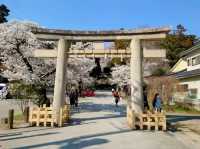 漫步在石鳥居與紅神橋的春櫻時光---仙台東照宮