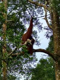 Semenggoh Orangutan Sanctuary — A Rare Encounter in Borneo