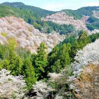 Cherry Blossom Heaven on a Hill
