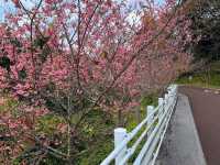 沖繩賞櫻---八重岳櫻之森公園，感受一下日本傳統祭典的氛圍！