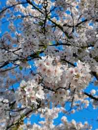 Fun Under The Cherry Blossom at Bloesempark