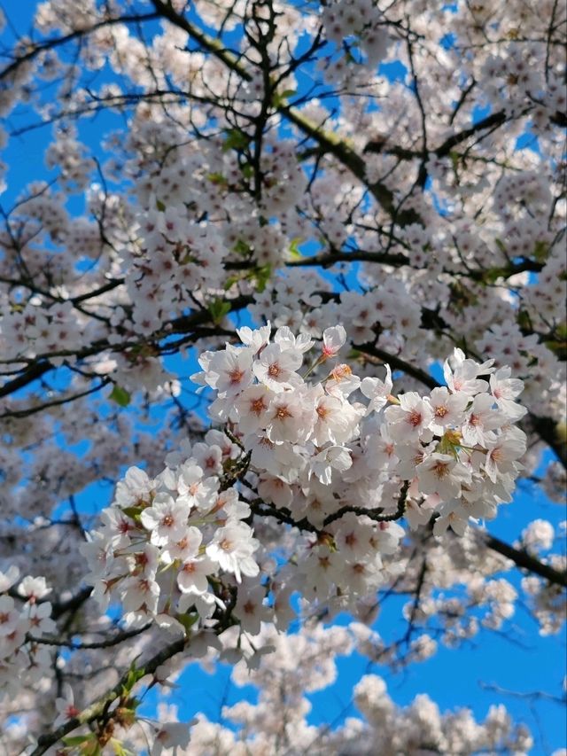 Fun Under The Cherry Blossom at Bloesempark