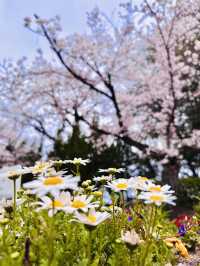 Spring in Motion: Sakura Watching with a Side of Adventure 
