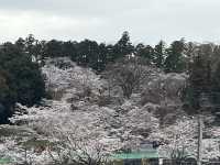 🌸【雨中偕樂園．櫻花靜賞漫旅】探訪日本三大名園之一｜水戶最值得造訪的春日秘境
